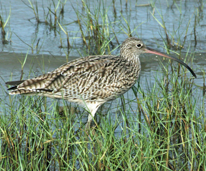 Тутгалжин (Мадагаскар тутгалжин)